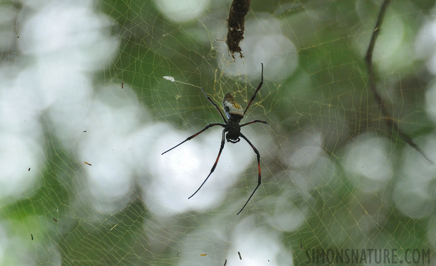 Trichonephila inaurata [550 mm, 1/1000 sec at f / 8.0, ISO 1600]